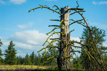 USA, Washington State, Palouse, Whitman County, No Water No Life expedition, Turnbull National Wildlife Refuge, dead tree trunk