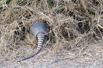 USA, Texas, Corpus Christi. Armadillo foraging at edge of vegetation.