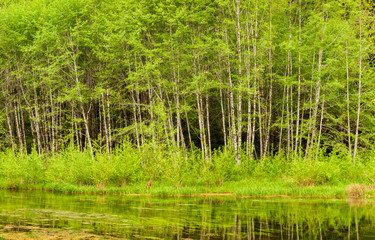 USA, Washington State, Olympic National Park. Hoh Rain Forest, Panoramic view of white alders reflected in pond