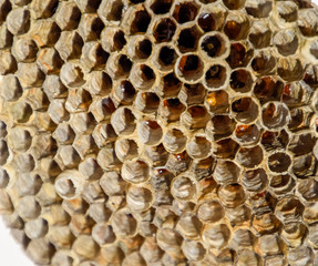 The nest is aspen, polist. The aspen nest at the end of the breeding season. Stocks of honey in honeycombs. Aspen honey. Vespa