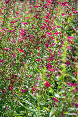 Big red sage, Austin, Texas, Usa
