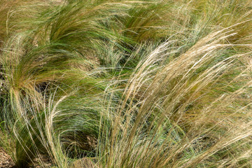 Mexican feathergrass, Austin, Texas, Usa