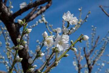 Cherry Blossom, Virginia, Usa
