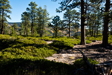 USA, Utah, Boulder, Escalante, Box-Death Hollow Wilderness, Vistas from Pine Creek-Hell's Backbone roads