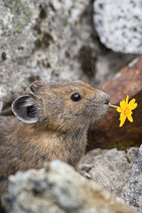 USA, Washington, North Cascades National Park, Cascade Pass. Pika with flower in mouth. 