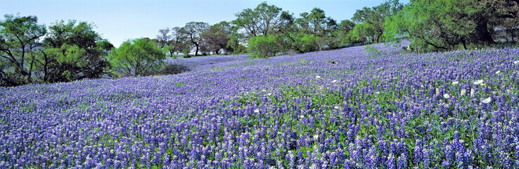 Obraz premium USA, Texas, Llano. The lush carpet of Texas bluebonnets is occasionally dotted with oak trees in Hill Country, Texas.