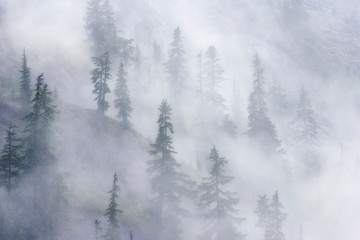 Obraz na płótnie Canvas USA, Washington, Mount Baker Wilderness, Cascade Mountains. Dense fog blankets mountainside forest. 