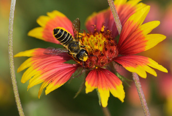 Leafcutter bee, solitary bees (Megachile sp.), adult feeding on Indian Blanket, Fire Wheel (Gaillardia Pulchella), Texas, USA