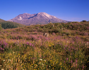 Fototapeta premium WA, Mt. St. Helens National Volcanic Monument, Mt. St. Helens, view from Coldwater Ridge, summer wildflowers