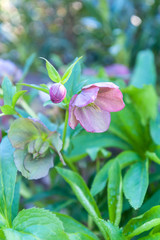 USA, Virginia, Williamsburg, Hellebore