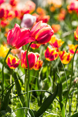 Vienna, Virginia. Dance and wave of the colorful tulips