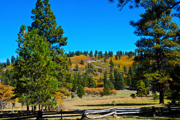 Fototapeta na wymiar USA, Utah, Boulder, Escalante, Box-Death Hollow Wilderness, Vistas from Pine Creek-Hell's Backbone roads Colorful Understory
