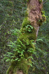 Fototapeta premium WA, Tiger Mountain State Forest, Licorice ferns, growing from moss on Big Leaf Maple trees