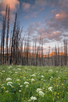 USA, Washington, Mount Baker. Burned trees and fresh growth. 