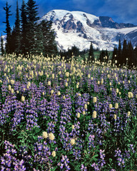 USA, Washington State, Paradise Park. Field of lupine and bistort. 