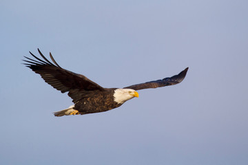 Bald Eagle in Flight