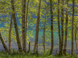 USA, Washington State, Olympic National Park. Alder trees on lake shore. Credit as: Don Paulson / Jaynes Gallery / DanitaDelimont.com