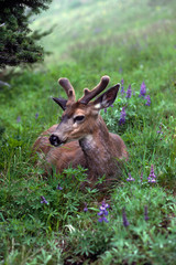 USA, Washington, Olympic National Park. Deer resting in meadow on Hurricane Ridge. 
