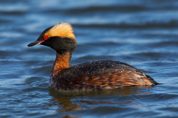 Horned grebe