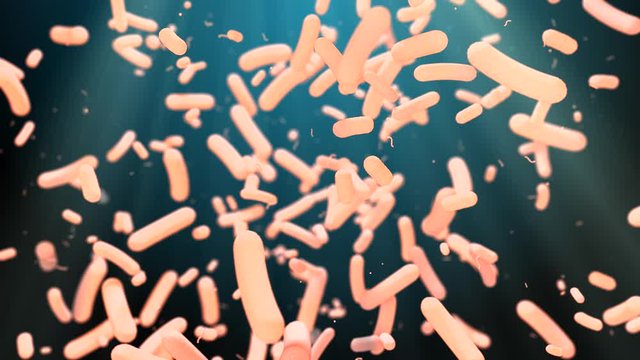 Gut flora microflora microbiota bacteria microbe for healthy gut