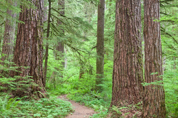 Obraz premium USA, Washington, Olympic National Forest. Trail through the forest. Credit as: Don Paulson / Jaynes Gallery / DanitaDelimont.com