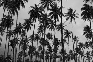 Fototapeta na wymiar Palmtrees on a cloudy day in Kauai