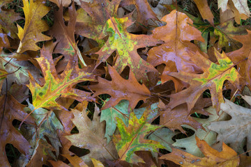 USA, Washington State, Olympic National Park. Autumn oak leaves on ground. Credit as: Don Paulson / Jaynes Gallery / DanitaDelimont.com