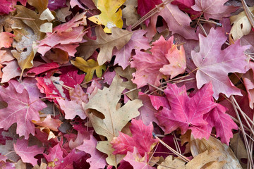 USA, Utah, Zion National Park. Close-up of red maple and oak leaves.