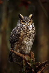 North America, USA, Washington, Northwest Trek. A Great Horned Owl (Bubo virginianus)