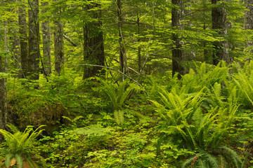 Naklejka na ściany i meble Forest Interior, Gifford-Pinchot National Forest, Cougar, Washington, USA.
