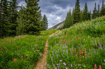 Wildflowers in the Albion basin, Uinta Wasatch Cache Mountains, Utah