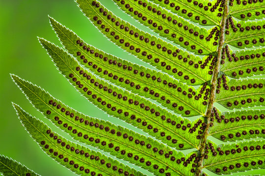 USA, Washington State, Seabeck. Underside close-up of sword fern frond. 