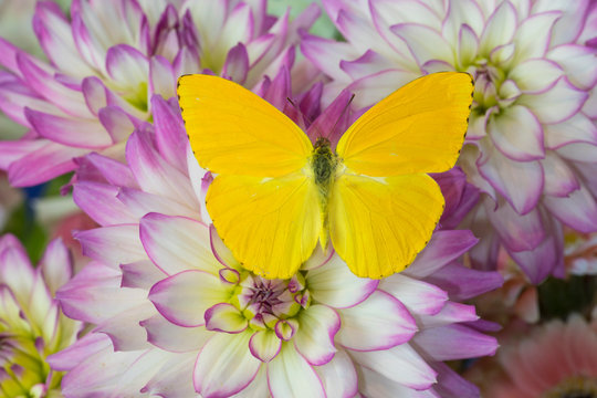 Cloudless Sulphur Butterfly, Phoebis Sennae, on Dahlia