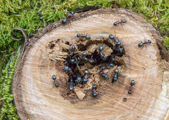 USA. Washington State. Destructive Carpenter Ants (Camponotus spp.) nest at sawed off cherry tree branch. - obrazy, fototapety, plakaty