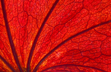 Obraz premium Autumn red leaf design backlit