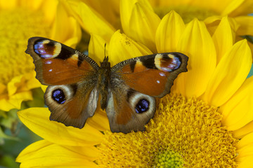 Peacock butterfly, Inachis io and yellow sunflowers