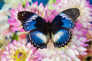 The Blue Diadem butterfly, Hypolimnas salmacis, on Dahlias