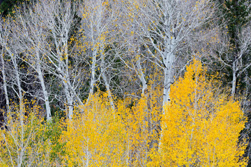 Utah, Dixie National Forest, aspen forest along Highway 12