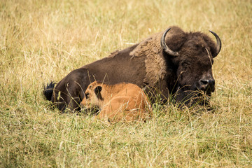 Eatonville, Washington State, USA. American bison cow and calf resting.