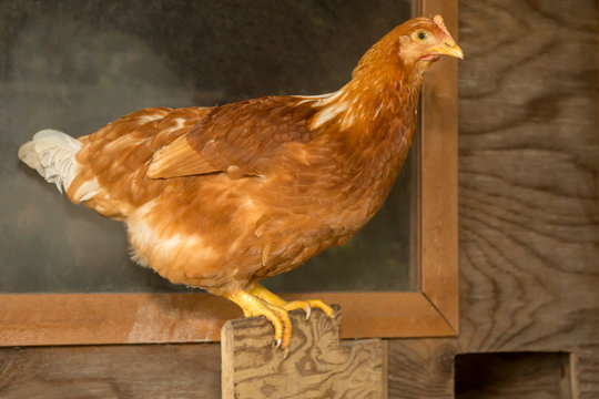 Golden Sexlink Chickens