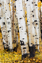 Utah, Dixie National Forest, aspen forest along Highway 12