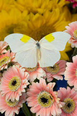 Fototapeta na wymiar White angled-sulphur butterfly, Anteos clorinde on Gerber Daisies