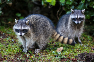 Tacoma, Washington State. Pair of Raccoons