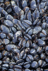 California mussel (Mytilus californica), dense bed exposed at low tide, Olympic National Park, Washington State, USA