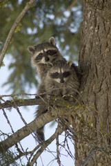 Raccoons (Procyon Lotor) of Fish Lake, Central Cascades, Washington, US, July 2006