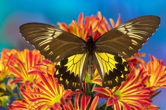 Female bird wing butterfly Troides cuneifera on Mums