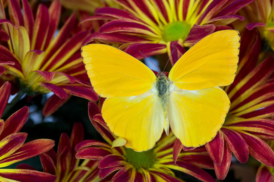 Cloudless Sulphur Butterfly, Phoebis Sennae on mums