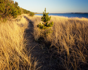WA, Leadbetter Point State Park, beach trail along Willipa Bay