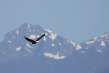 Bald Eagle in Flight, Olympic Mountains