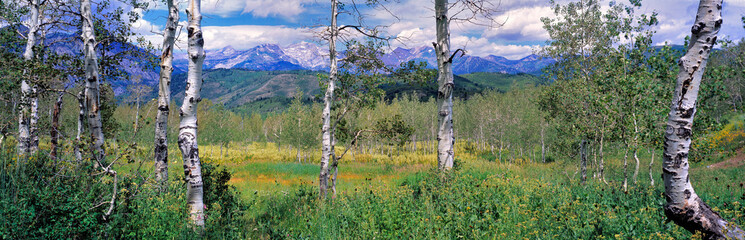 USA, Utah, Timpanogos Range. A mountain vista is seen through aspen trees in Timpanogos National...